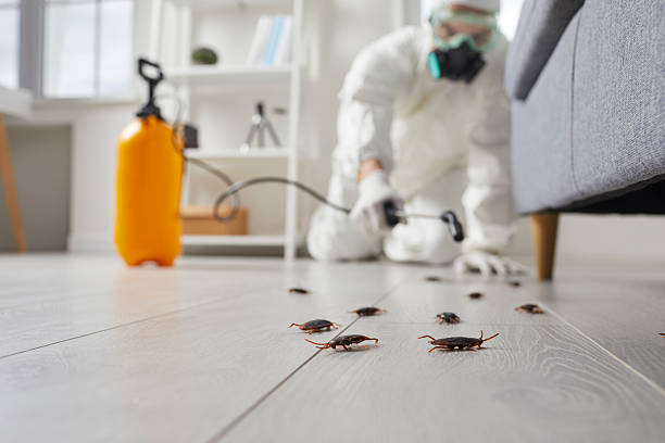 Post-Treatment Bed Bug Interceptor Monitoring in Mauldin